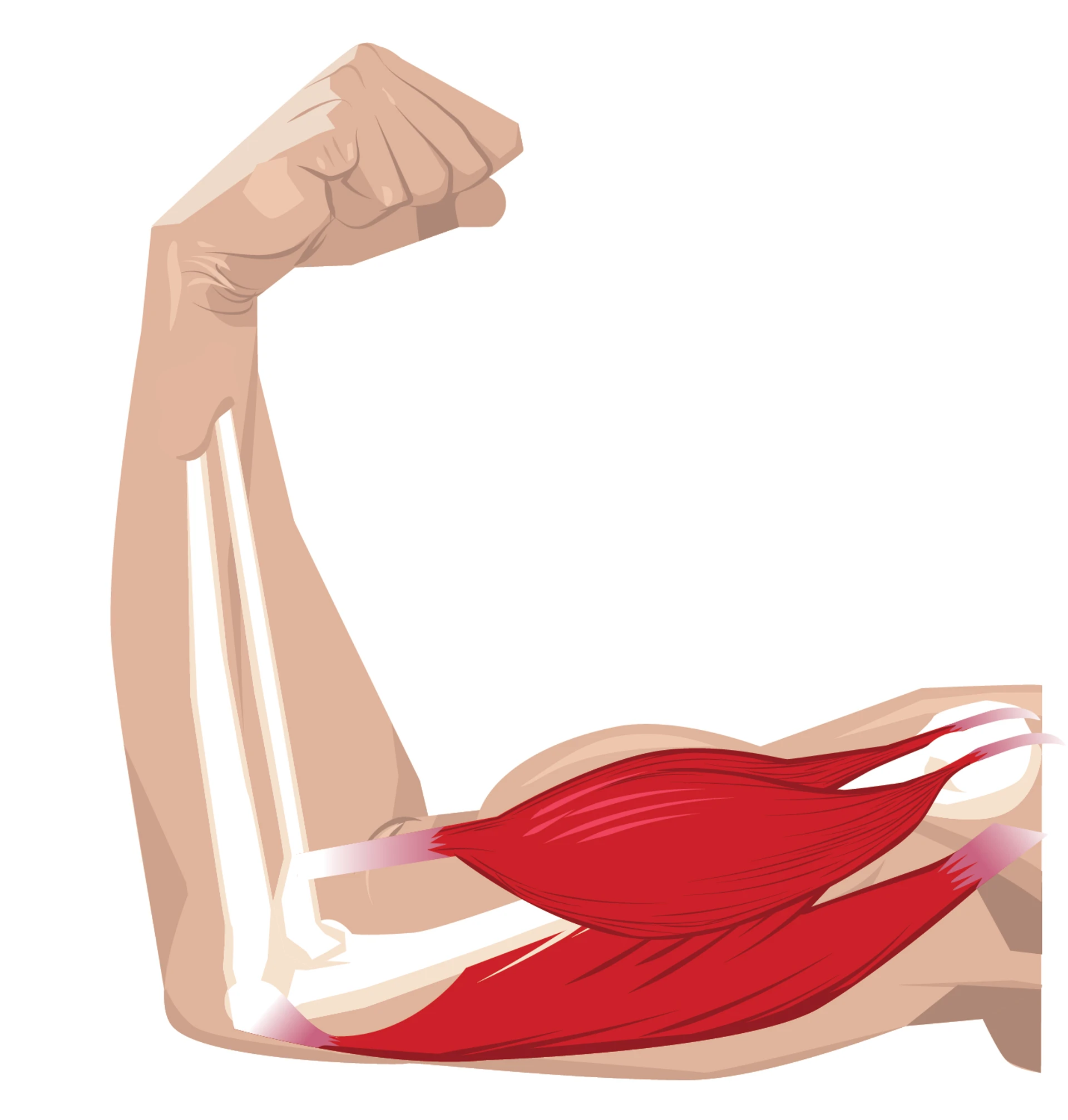 Illustration Called Arm Bones And Muscles by Michael Grills