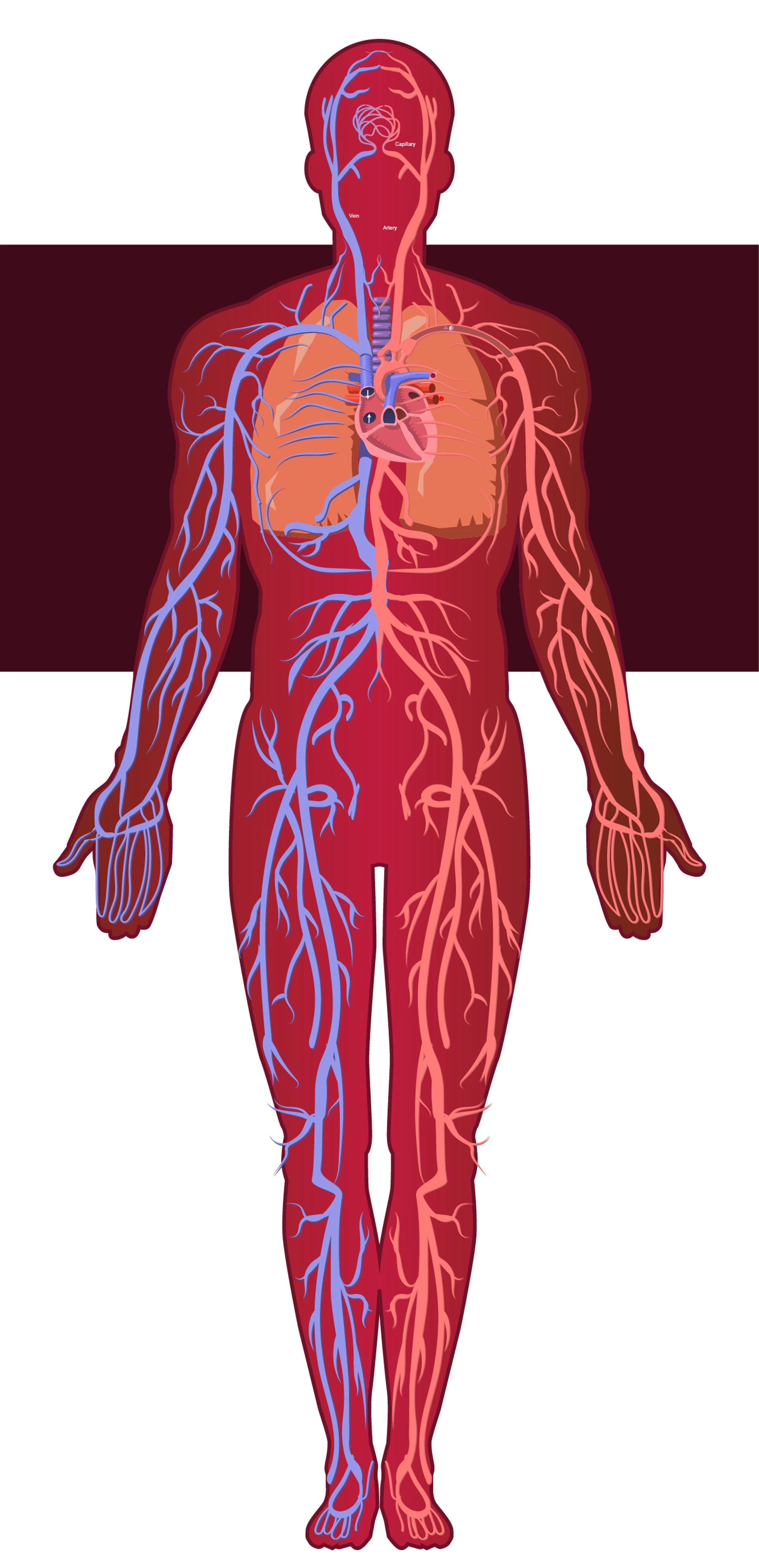Illustration Called Cardio System by Michael Grills